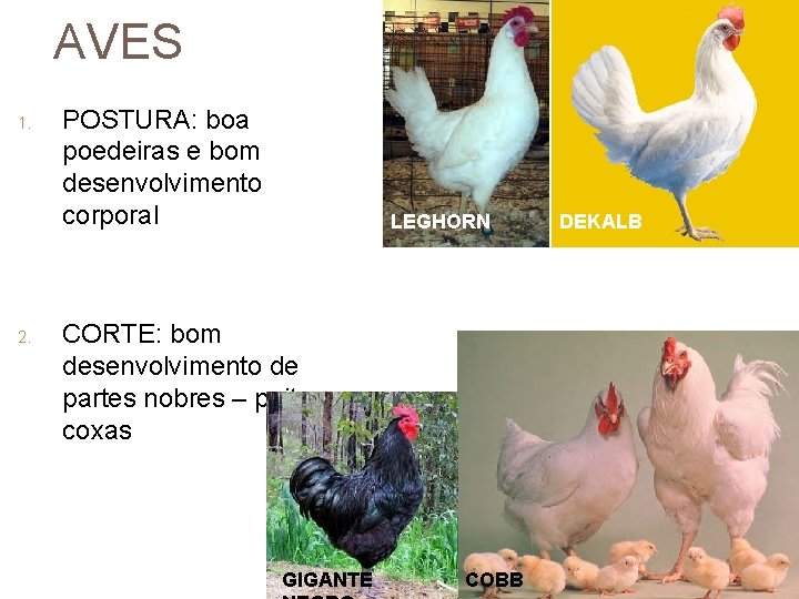 AVES 1. 2. POSTURA: boa poedeiras e bom desenvolvimento corporal LEGHORN CORTE: bom desenvolvimento