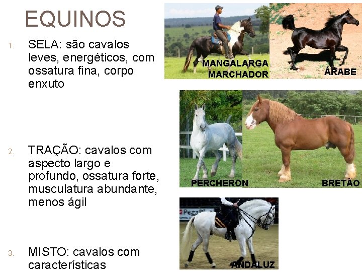 EQUINOS 1. 2. 3. SELA: são cavalos leves, energéticos, com ossatura fina, corpo enxuto
