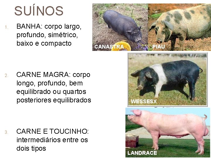 SUÍNOS 1. 2. 3. BANHA: corpo largo, profundo, simétrico, baixo e compacto CARNE MAGRA: