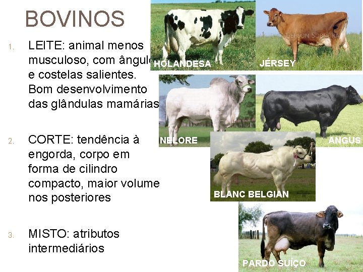 BOVINOS 1. 2. 3. LEITE: animal menos musculoso, com ângulos HOLANDESA e costelas salientes.