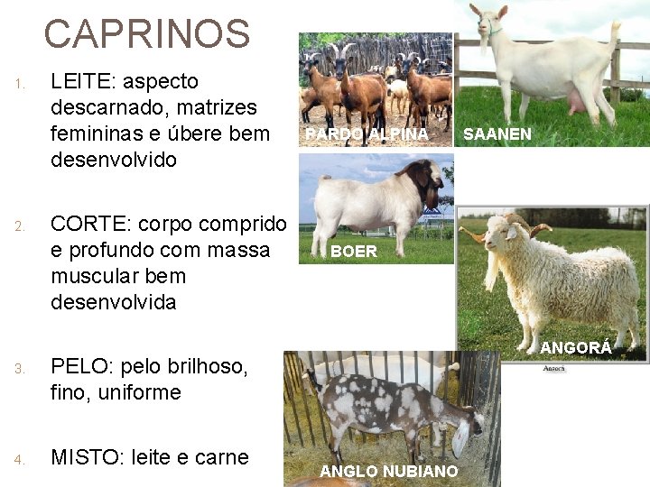 CAPRINOS 1. 2. 3. 4. LEITE: aspecto descarnado, matrizes femininas e úbere bem desenvolvido