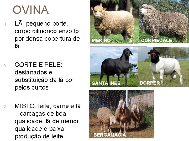 OVINA 1. 2. 3. LÃ: pequeno porte, corpo cilindrico envolto por densa cobertura de