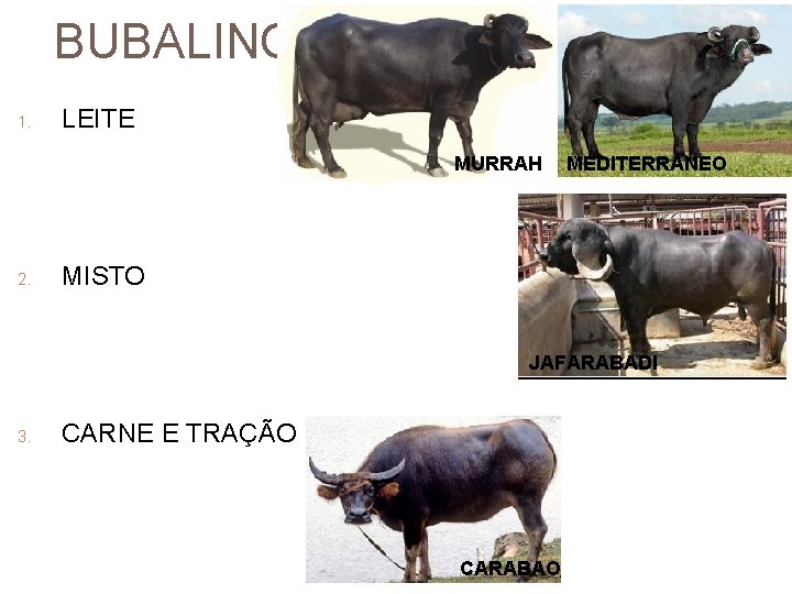 BUBALINOS 1. LEITE MURRAH 2. MEDITERR NEO MISTO JAFARABADI 3. CARNE E TRAÇÃO CARABAO
