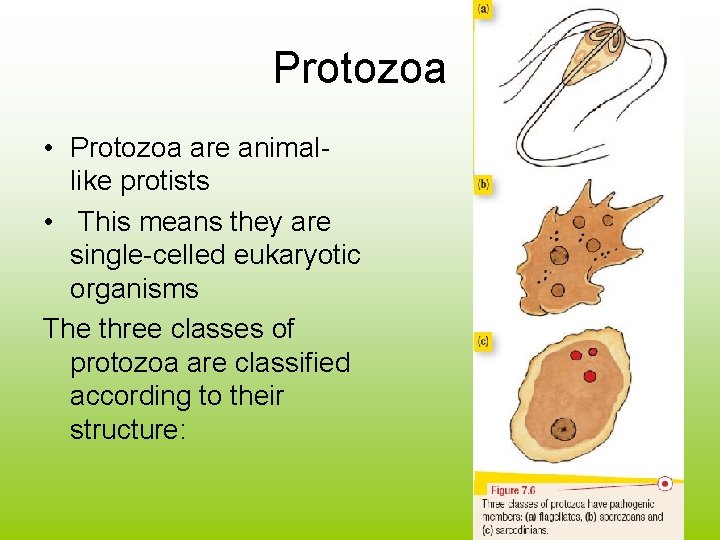 Protozoa • Protozoa are animallike protists • This means they are single-celled eukaryotic organisms