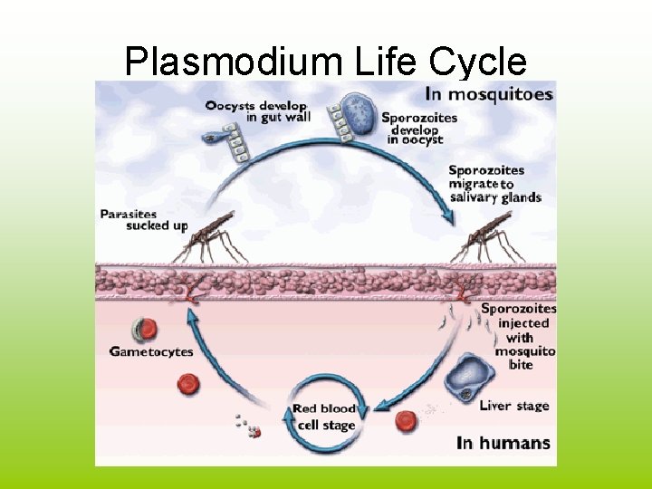 Plasmodium Life Cycle 