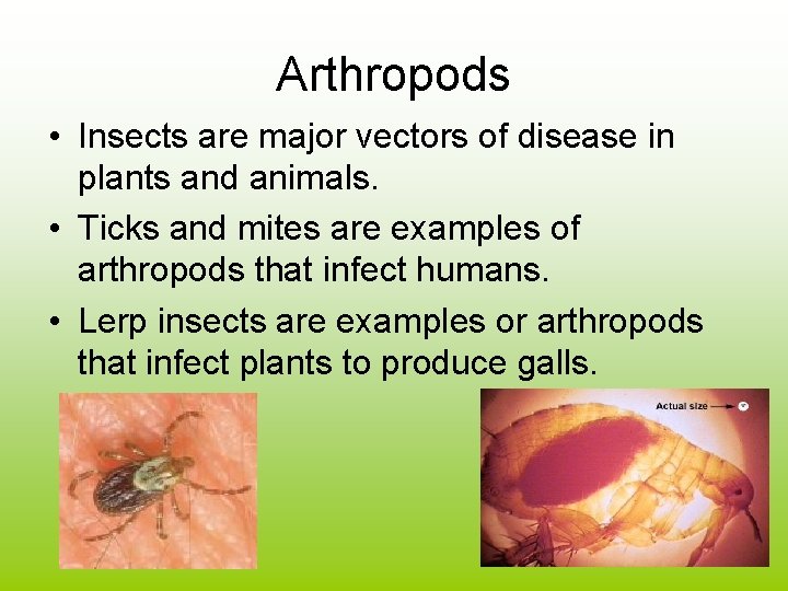 Arthropods • Insects are major vectors of disease in plants and animals. • Ticks