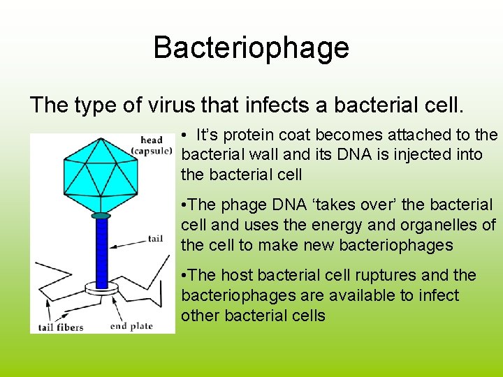 Bacteriophage The type of virus that infects a bacterial cell. • It’s protein coat