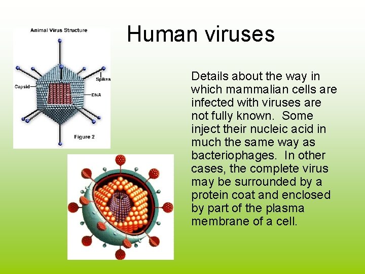 Human viruses Details about the way in which mammalian cells are infected with viruses