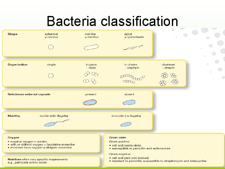 Bacteria classification 