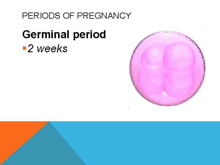 PERIODS OF PREGNANCY Germinal period § 2 weeks 