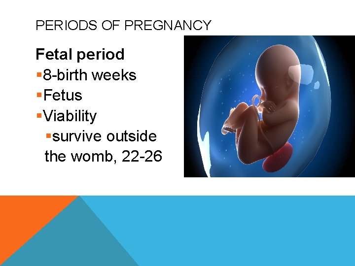 PERIODS OF PREGNANCY Fetal period § 8 -birth weeks §Fetus §Viability §survive outside the
