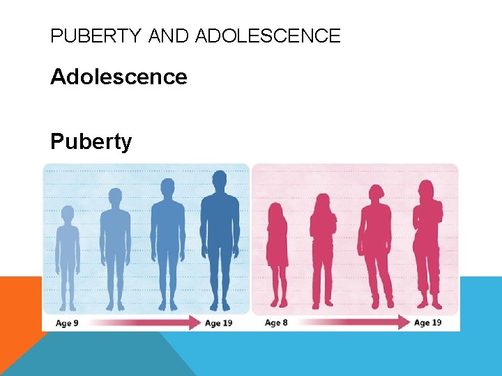 PUBERTY AND ADOLESCENCE Adolescence Puberty 