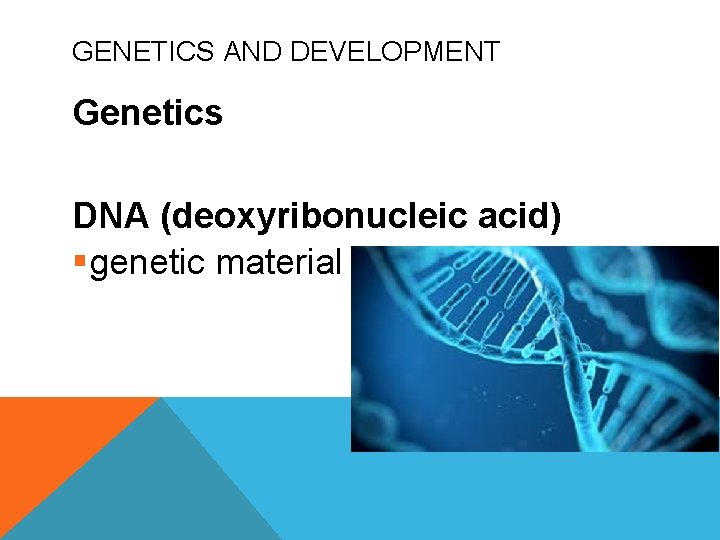 GENETICS AND DEVELOPMENT Genetics DNA (deoxyribonucleic acid) §genetic material 