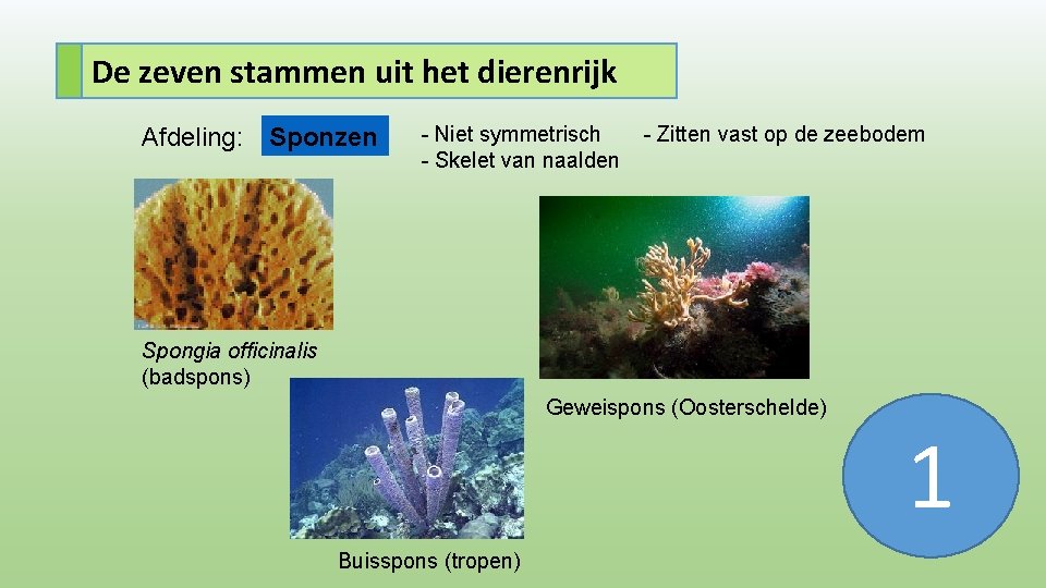 De zeven stammen uit het dierenrijk Afdeling: Sponzen - Niet symmetrisch - Skelet van