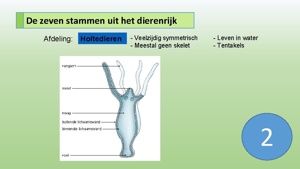 De zeven stammen uit het dierenrijk Afdeling: Holtedieren - Veelzijdig symmetrisch - Meestal geen