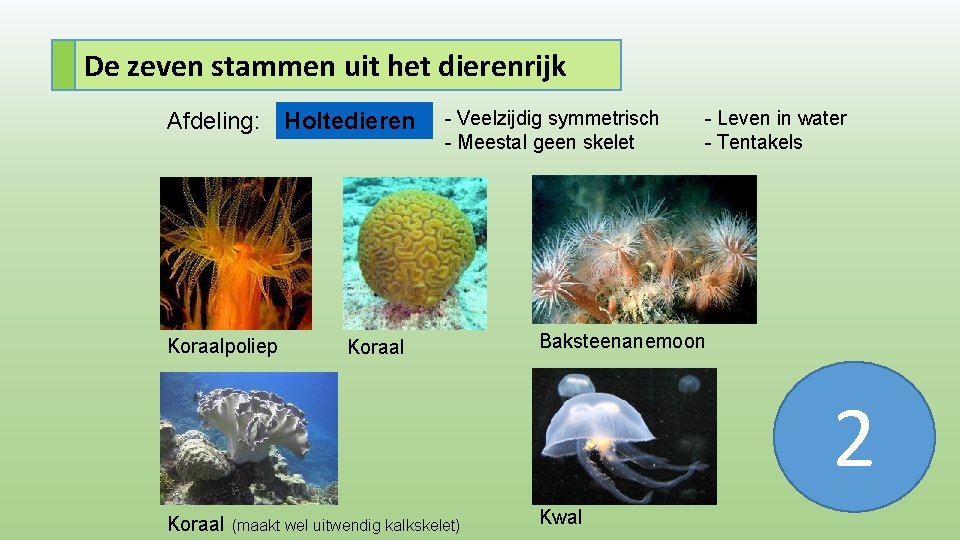 De zeven stammen uit het dierenrijk Afdeling: Holtedieren Koraalpoliep - Veelzijdig symmetrisch - Meestal