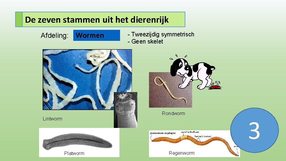 De zeven stammen uit het dierenrijk Afdeling: Wormen - Tweezijdig symmetrisch - Geen skelet