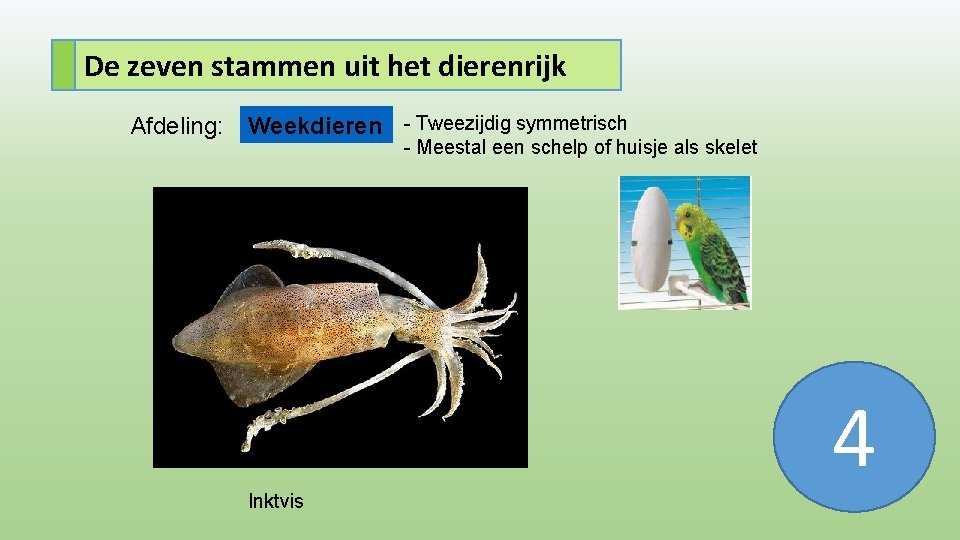 De zeven stammen uit het dierenrijk Afdeling: Weekdieren - Tweezijdig symmetrisch - Meestal een