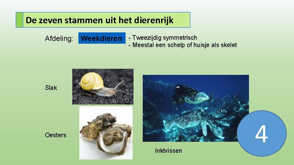 De zeven stammen uit het dierenrijk Afdeling: Weekdieren - Tweezijdig symmetrisch - Meestal een