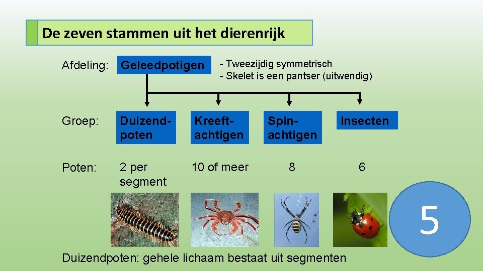 De zeven stammen uit het dierenrijk Afdeling: Geleedpotigen - Tweezijdig symmetrisch - Skelet is