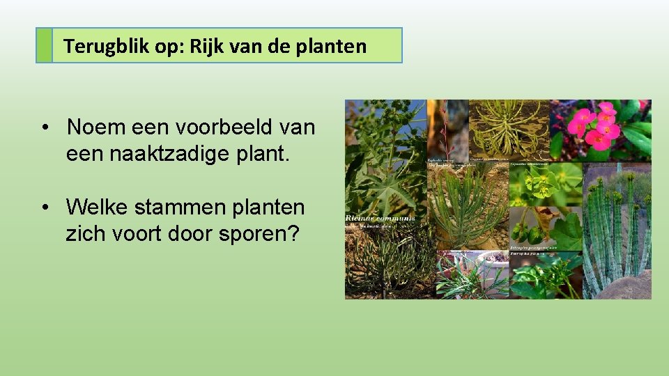 Terugblik op: Rijk van de planten • Noem een voorbeeld van een naaktzadige plant.