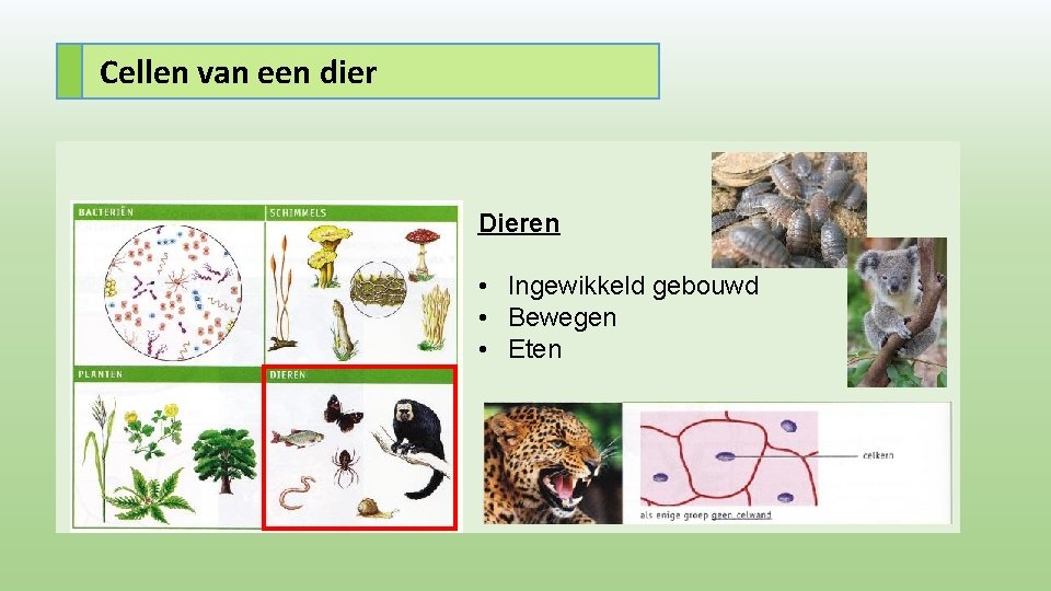 Cellen van een dier Dieren • Ingewikkeld gebouwd • Bewegen • Eten 