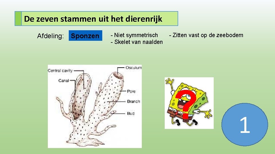 De zeven stammen uit het dierenrijk Afdeling: Sponzen - Niet symmetrisch - Skelet van