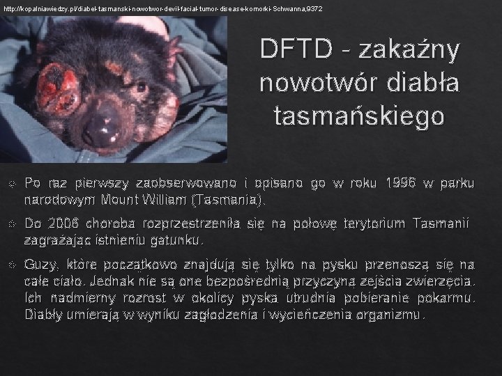 http: //kopalniawiedzy. pl/diabel-tasmanski-nowotwor-devil-facial-tumor-disease-komorki-Schwanna, 9372 DFTD - zakaźny nowotwór diabła tasmańskiego Po raz pierwszy zaobserwowano