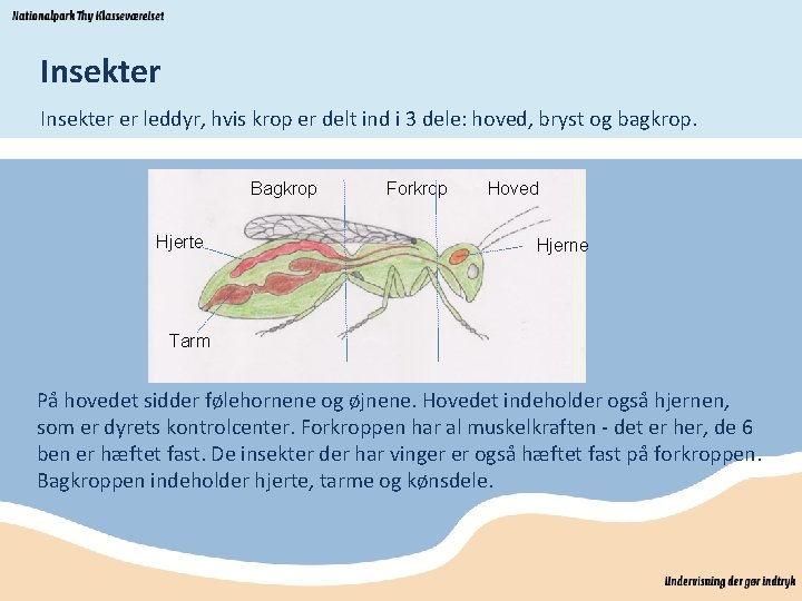 Insekter er leddyr, hvis krop er delt ind i 3 dele: hoved, bryst og