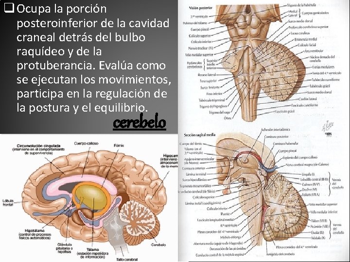 q Ocupa la porción posteroinferior de la cavidad craneal detrás del bulbo raquídeo y