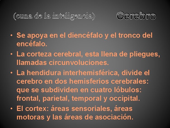 (cuna de la inteligencia) Cerebro • Se apoya en el diencéfalo y el tronco