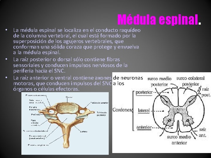Médula espinal. • La médula espinal se localiza en el conducto raquídeo de la