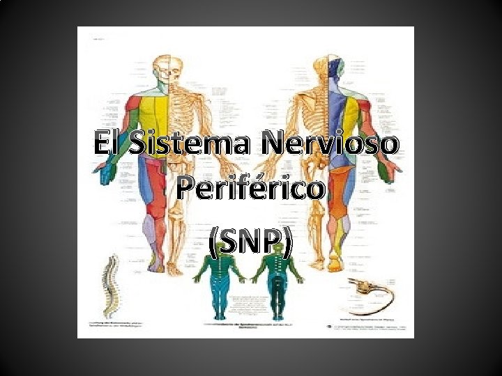 El Sistema Nervioso Periférico (SNP) 