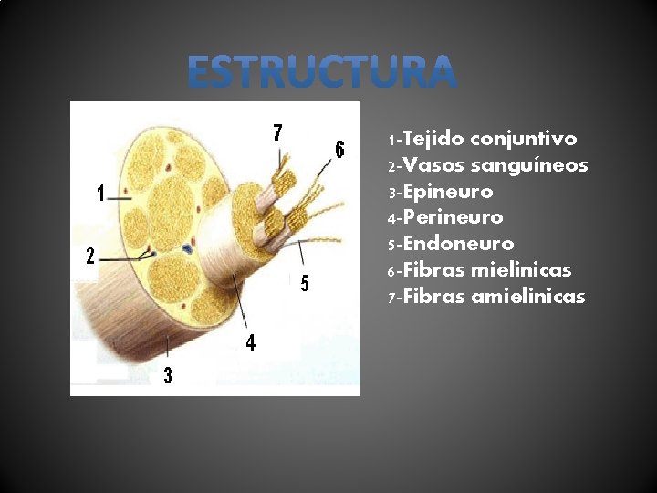 1 -Tejido conjuntivo 2 -Vasos sanguíneos 3 -Epineuro 4 -Perineuro 5 -Endoneuro 6 -Fibras