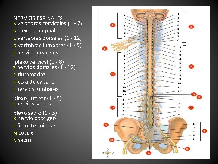 NERVIOS ESPINALES A vértebras cervicales (1 - 7) B plexo branquial C vértebras dorsales