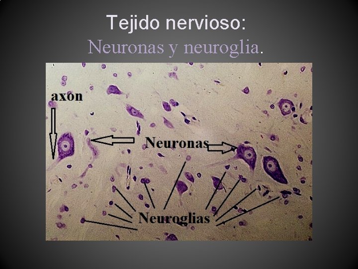Tejido nervioso: Neuronas y neuroglia. 