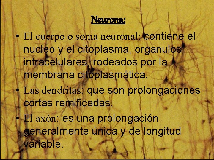 Neurona: • El cuerpo o soma neuronal: contiene el nucleo y el citoplasma, organulos