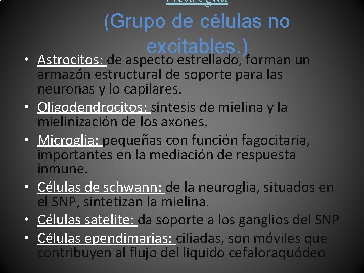 Neuroglia (Grupo de células no excitables. ) • Astrocitos: de aspecto estrellado, forman un