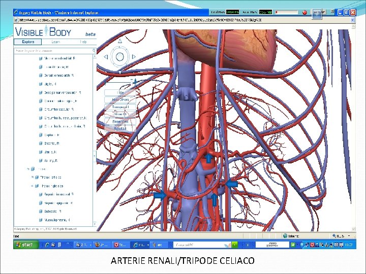 ARTERIE RENALI/TRIPODE CELIACO 