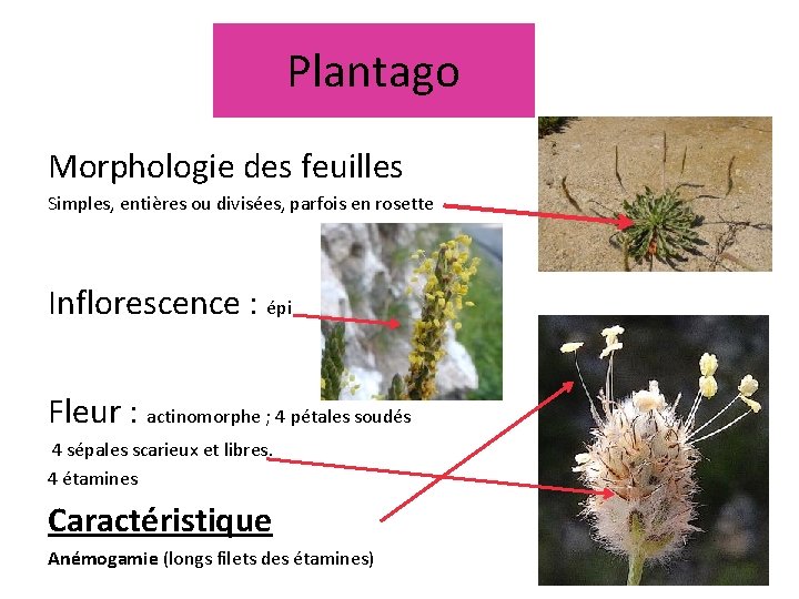 Plantago Morphologie des feuilles Simples, entières ou divisées, parfois en rosette Inflorescence : épi