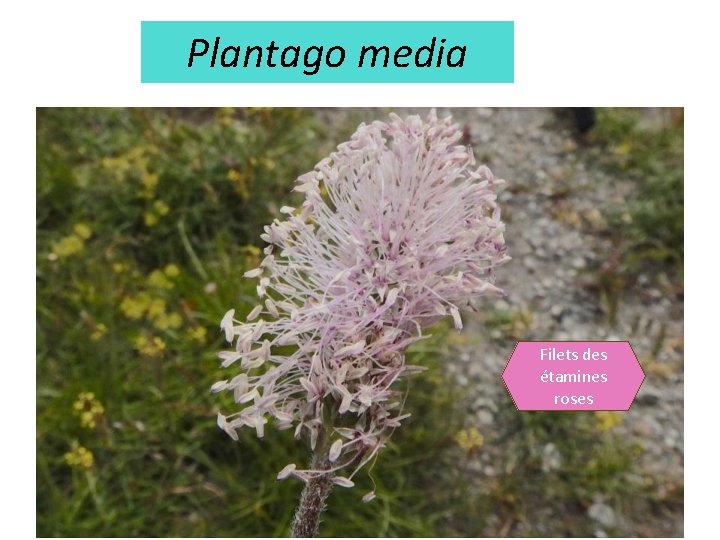 Plantago media Filets des étamines roses 