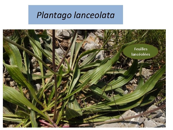 Plantago lanceolata Feuilles lancéolées 