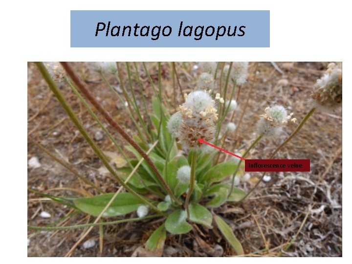 Plantago lagopus Inflorescence velue 