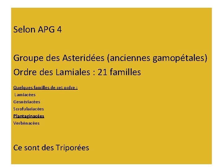 Selon APG 4 Groupe des Asteridées (anciennes gamopétales) Ordre des Lamiales : 21 familles