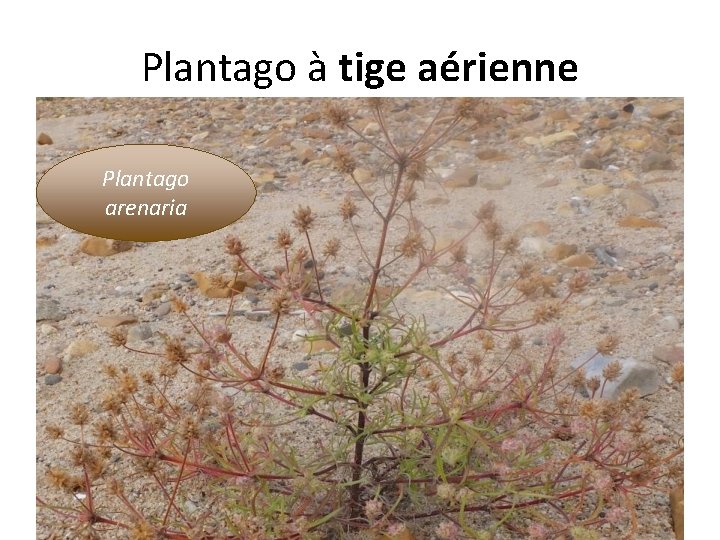 Plantago à tige aérienne Plantago arenaria 