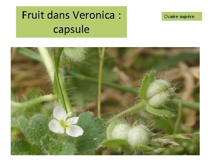 Fruit dans Veronica : capsule Ovaire supère 