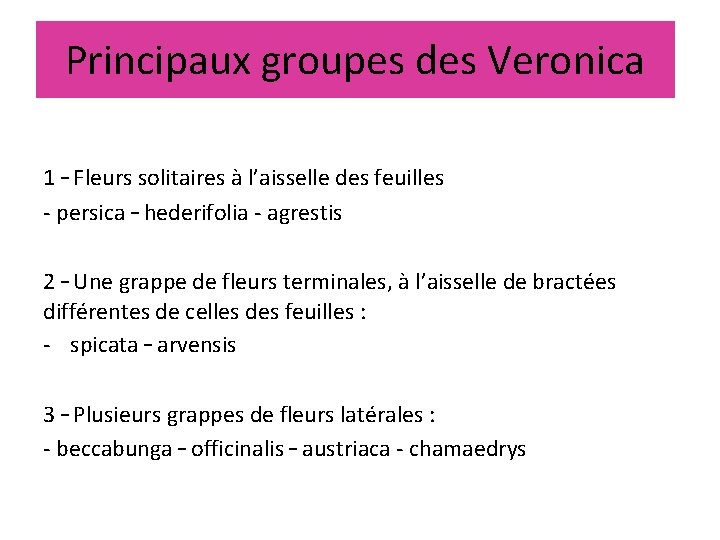 Principaux groupes des Veronica 1 – Fleurs solitaires à l’aisselle des feuilles - persica