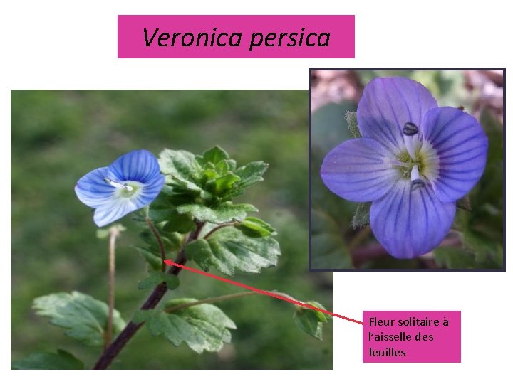 Veronica persica Fleur solitaire à l’aisselle des feuilles 