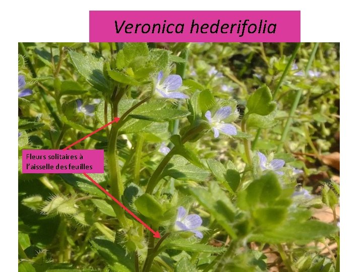 Veronica hederifolia Fleurs solitaires à l’aisselle des feuilles 