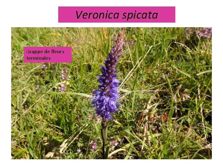 Veronica spicata Grappe de fleurs terminales 